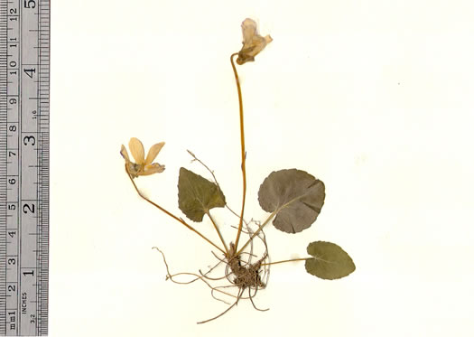 image of Viola hirsutula, Southern Woodland Violet, Silvery Purple-leaf Violet, Southern Wood Violet