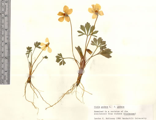 image of Viola pedata var. pedata, Common Birdsfoot Violet