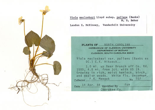 image of Viola minuscula, Wild White Violet, White Marsh Violet