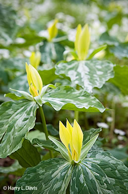 Trillium luteum, Yellow Trillium, Yellow Toadshade, Lemon-scented Trillium, Wax Trillium