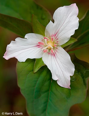 image of Trillidium undulatum, Painted Trillium, Striped Wake-robin