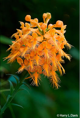 image of Platanthera ciliaris, Yellow Fringed Orchid