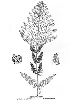 image of Claytosmunda claytoniana, Interrupted Fern