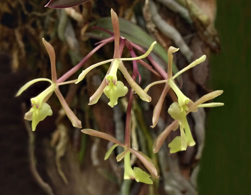 Green-fly Orchid