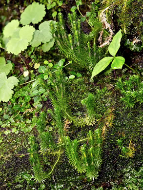 image of Huperzia porophila, Rock Clubmoss, Rock Firmoss