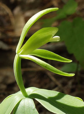 image of Isotria medeoloides, Small Whorled Pogonia, Little Five-leaves