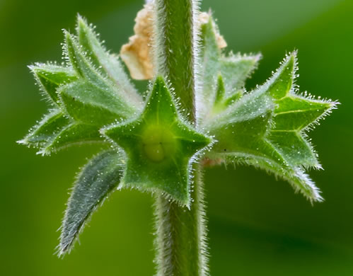 image of Stachys caroliniana, Carolina Hedgenettle