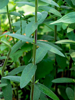 image of Stachys caroliniana, Carolina Hedgenettle