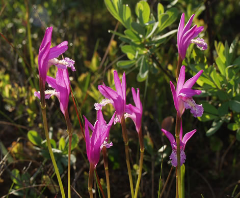 image of Arethusa bulbosa, Bog-rose, Dragon's-mouth, Arethusa