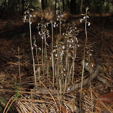 image of Corallorhiza wisteriana, Spring Coralroot, Wister's Coralroot