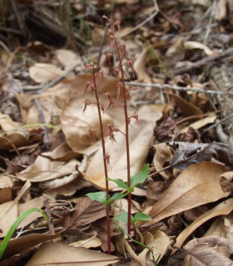 image of Neottia bifolia, Southern Twayblade