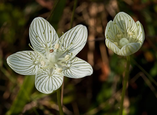 image of Parnassia caroliniana, Carolina Grass-of-Parnassus, Savanna Parnassia, Eyebright