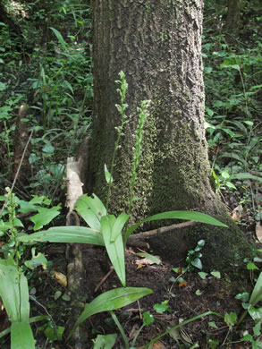 Southern Rein Orchid