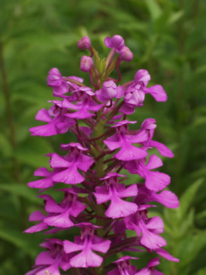 image of Platanthera peramoena, Purple Fringeless Orchid, Purple Spire Orchid, Pride-of-the-peak