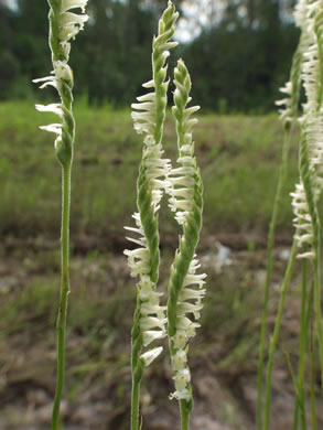 Lace-lip Ladies'-tresses