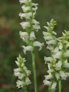 image of Spiranthes ochroleuca, Yellow Ladies'-tresses, Yellow Nodding Ladies'-tresses