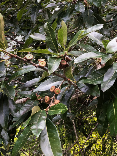 image of Quercus imbricaria, Shingle Oak