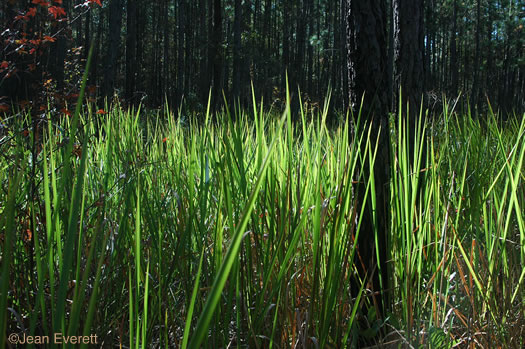 image of Imperata cylindrica, Cogongrass, Bloodroot Grass, Brazilian Satintail