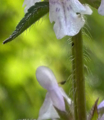 image of Stachys aspera, Roughleaf Hedgenettle, Rough Hedgenettle