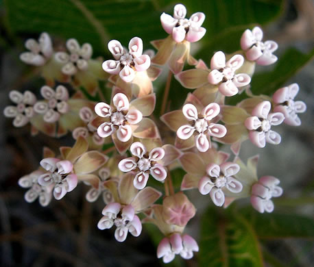 image of Asclepias humistrata, Pinewoods Milkweed, Fleshy Milkweed, Sandhill Milkweed