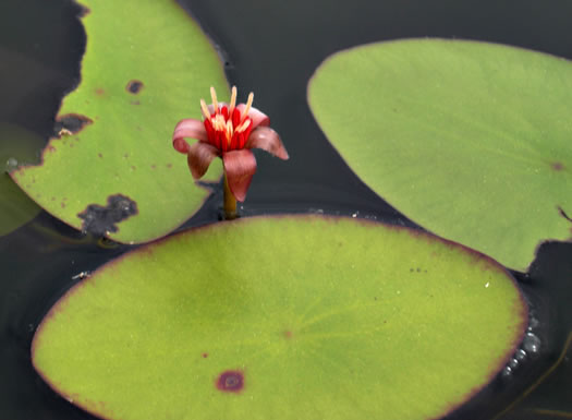 Brasenia schreberi, Water-shield, Purple Wen-dock