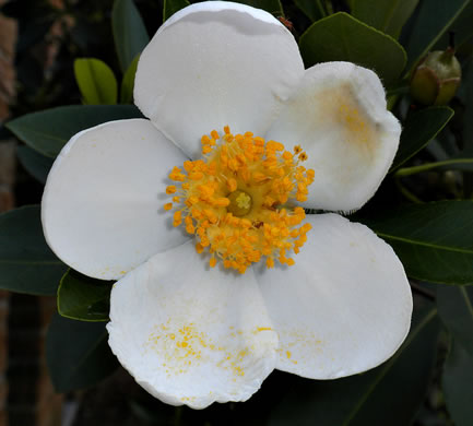 image of Gordonia lasianthus, Loblolly Bay, Gordonia