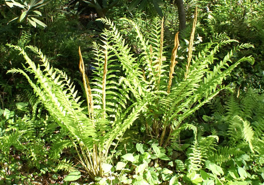 image of Osmundastrum cinnamomeum, Cinnamon Fern