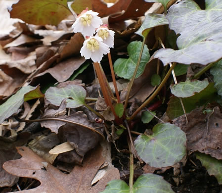 image of Shortia galacifolia, Oconee Bells, Southern Shortia