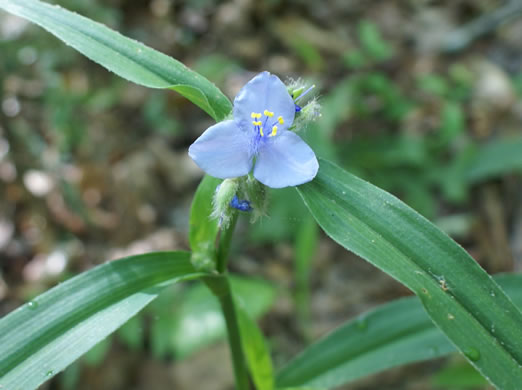 image of Tradescantia virginiana, Virginia Spiderwort