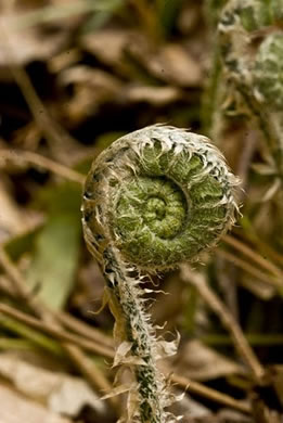 image of Polystichum acrostichoides, Christmas Fern