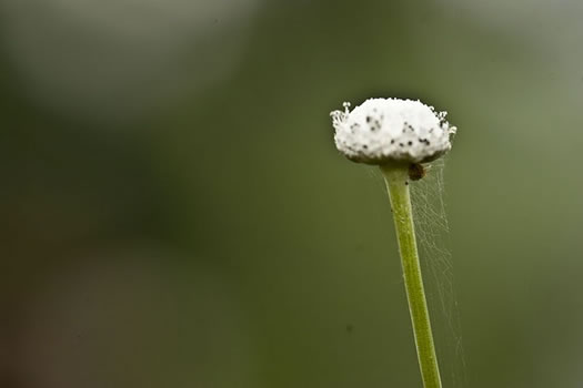 image of Eriocaulon compressum, Flattened Pipewort, Soft-headed Pipewort, Hat Pin