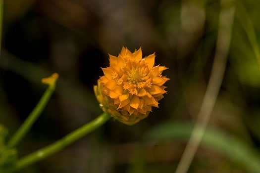 image of Polygala lutea, Orange Milkwort, Red-hot-poker, Candyroot, Yellow Bachelor's-buttons