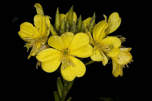 image of Oenothera biennis, Common Evening-primrose