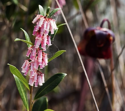 Shining Fetterbush