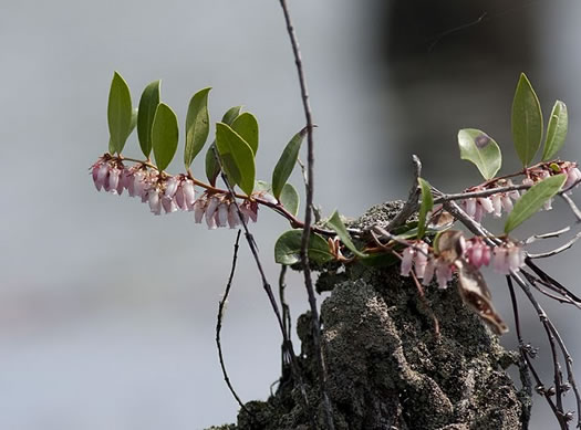 image of Lyonia lucida, Shining Fetterbush, Lyonia, Hemleaf