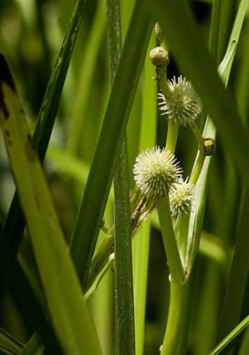 image of Sparganium americanum, American Bur-reed