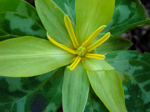 image of Trillium reliquum, Relict Trillium