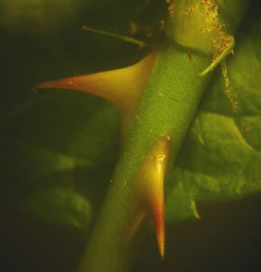 image of Rosa multiflora, Multiflora Rose