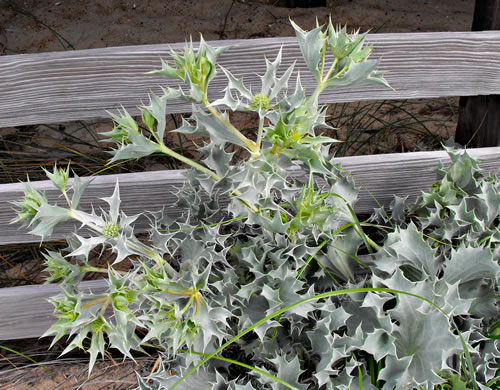 image of Eryngium maritimum, Sea Holly, Seaside Eryngo