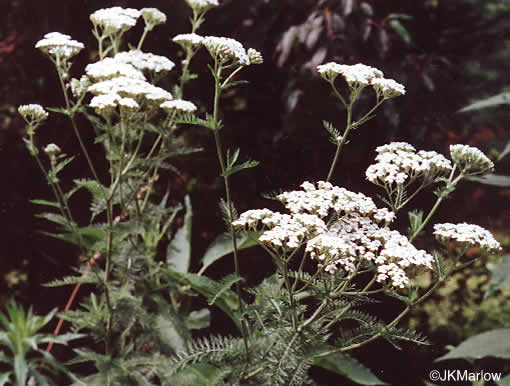 image of Achillea gracilis, Eastern Yarrow, Eastern Thousandleaf