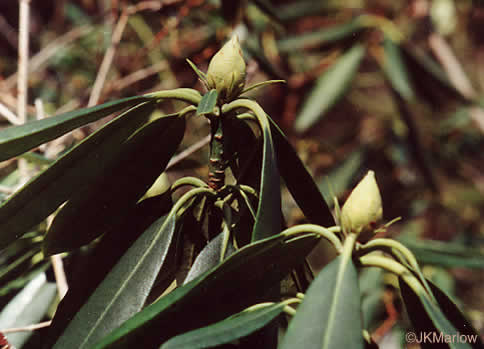 image of Rhododendron maximum, Rosebay Rhododendron, Great Laurel, White Rosebay, Great Rhododendron