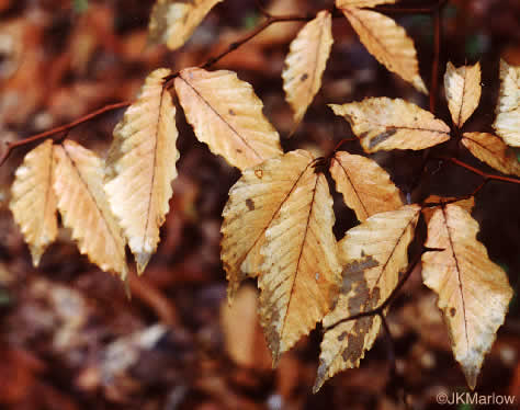 image of Fagus grandifolia +, American Beech