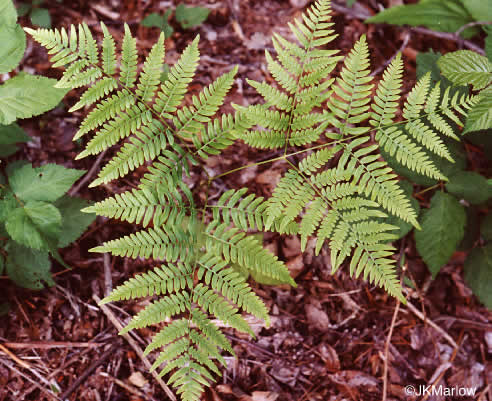 image of Pteridium latiusculum, Eastern Bracken, Brake