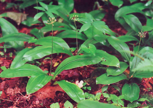 image of Clintonia umbellulata, Speckled Wood-lily, White Clintonia