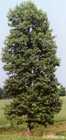 image of Liriodendron tulipifera var. tulipifera, Tulip-tree, Yellow Poplar, Whitewood