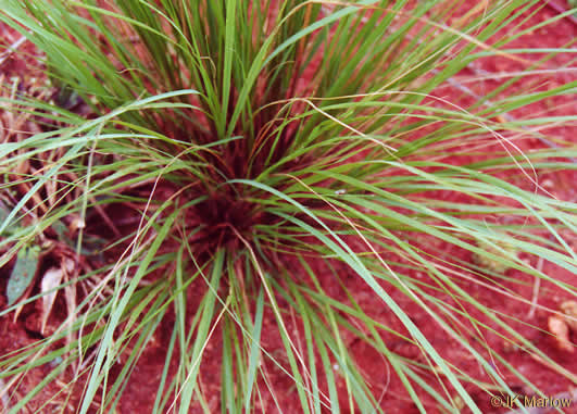 image of Eragrostis curvula, Weeping Lovegrass