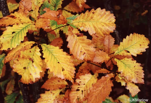 image of Quercus montana, Rock Chestnut Oak, Mountain Oak, Tanbark Oak