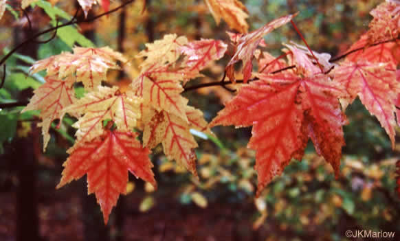 image of Acer rubrum var. rubrum, Eastern Red Maple