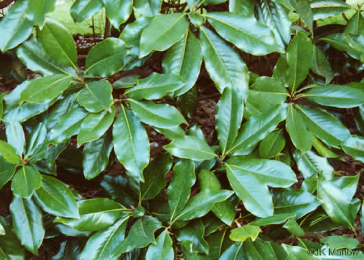 image of Magnolia grandiflora, Southern Magnolia, Bull Bay