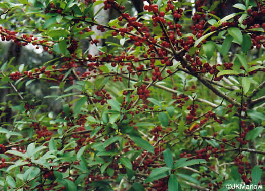 image of Ilex vomitoria, Yaupon Holly, Yaupon